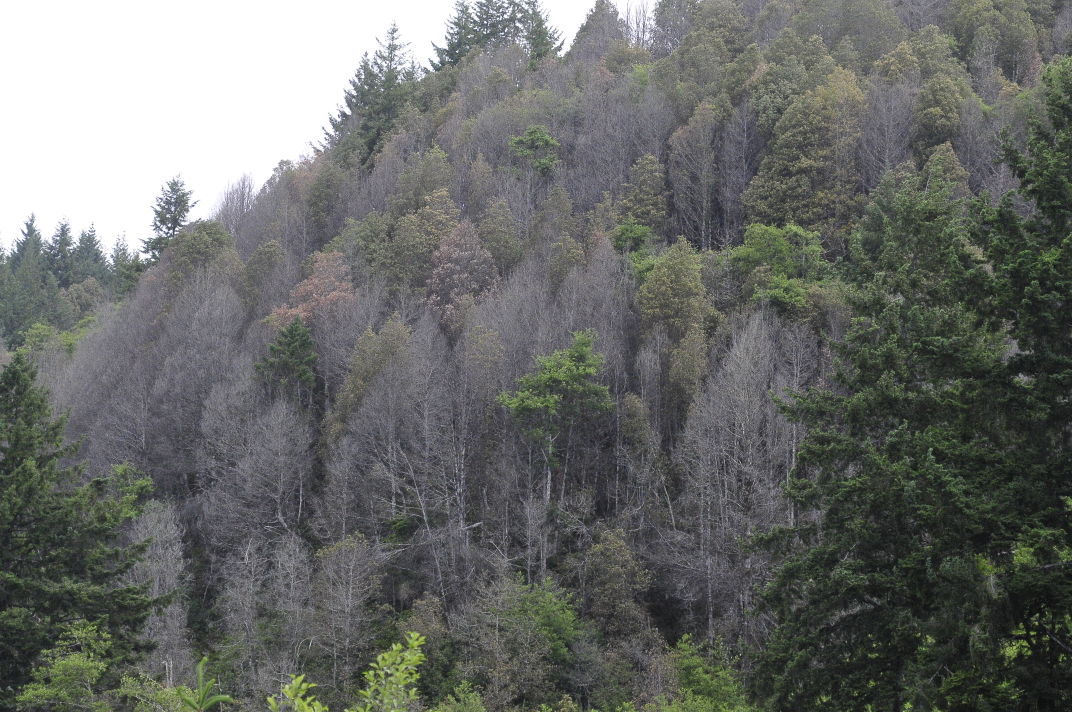 Trees decimated by Sudden Oak Death